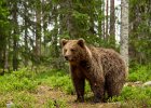 Judy Smith - Brown Bear on Alert, Finland.jpg : Finland, Brown Bears, Forrest, June 2014